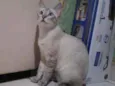 Hugo