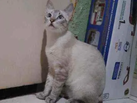 Gato ra a SRD idade 2 a 6 meses nome Hugo