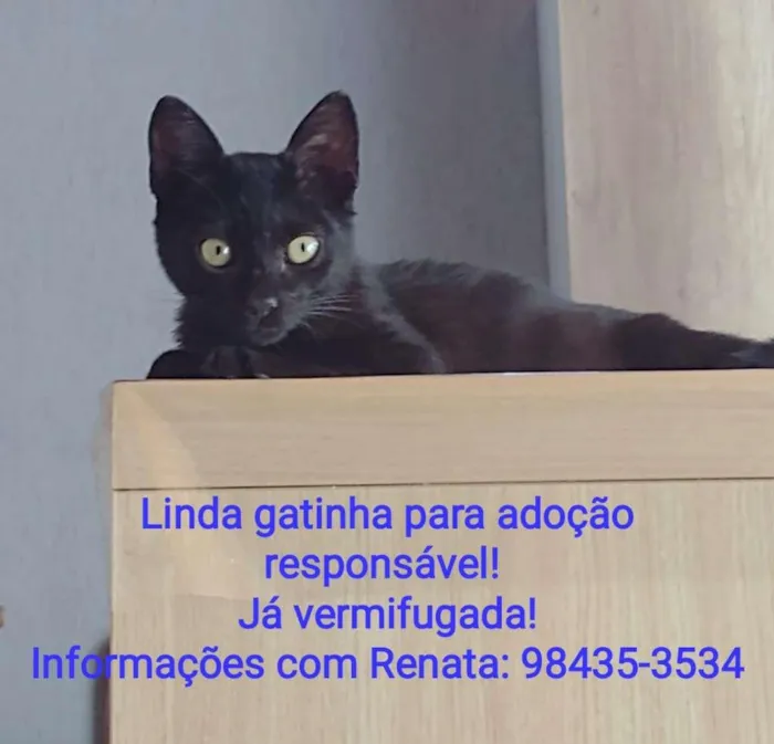 Gato ra a SRD-ViraLata idade Abaixo de 2 meses nome Pretinha