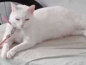 Gato raça Normal idade 3 anos nome Malu