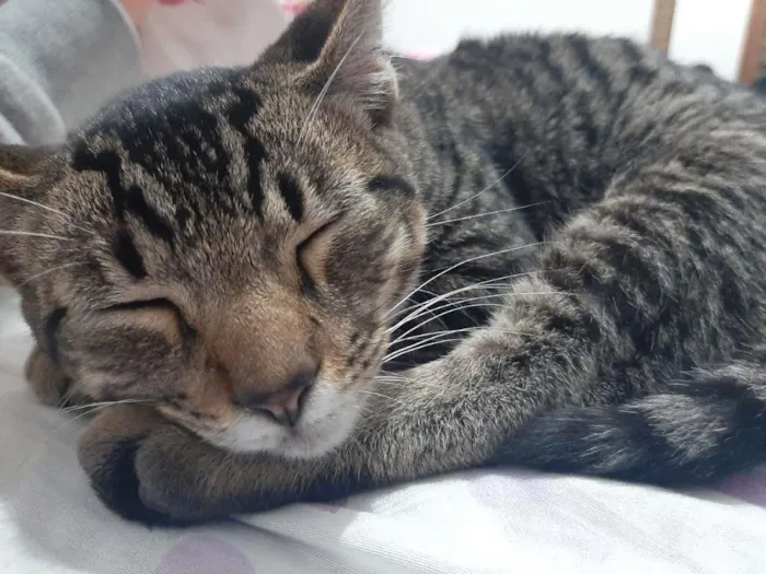 Gato ra a não sei idade 2 a 6 meses nome Duque