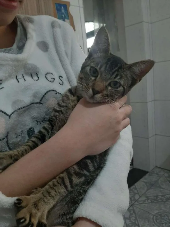 Gato ra a não sei idade 2 a 6 meses nome Duque