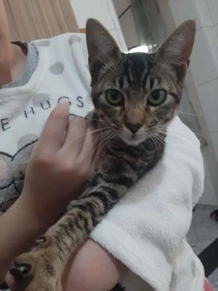 Gato ra a não sei idade 2 a 6 meses nome Duque
