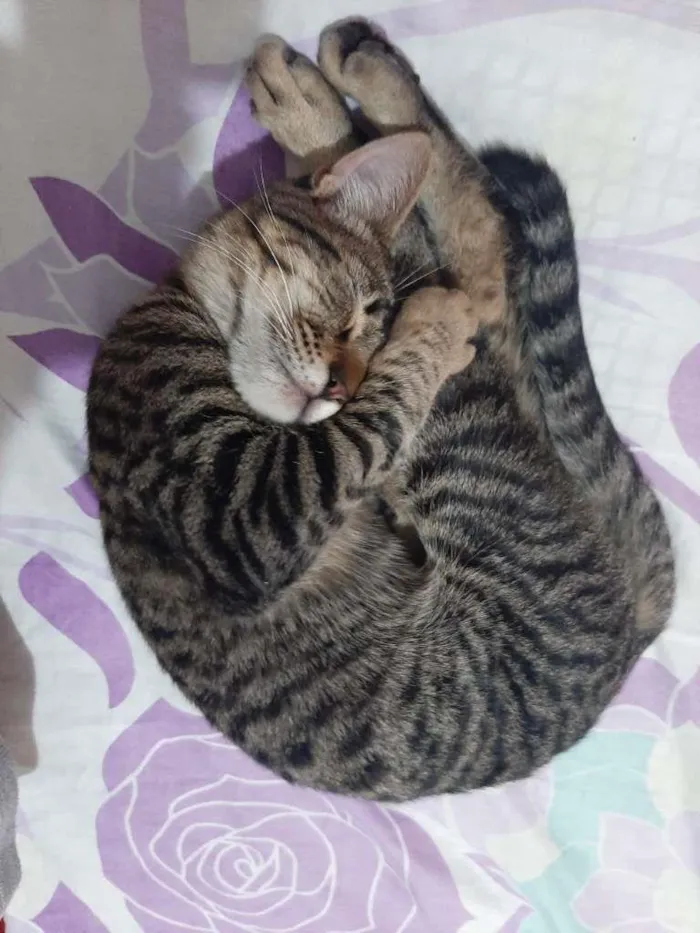 Gato ra a não sei idade 2 a 6 meses nome Duque