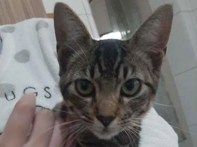 Gato ra a não sei idade 2 a 6 meses nome Duque