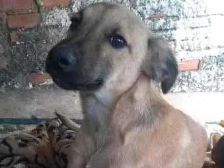 Cachorro ra a Vira-lata idade 2 a 6 meses nome Betinho