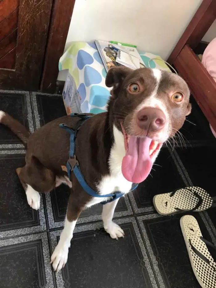 Cachorro raça Vira-Lata idade 2 a 6 meses nome Marrom