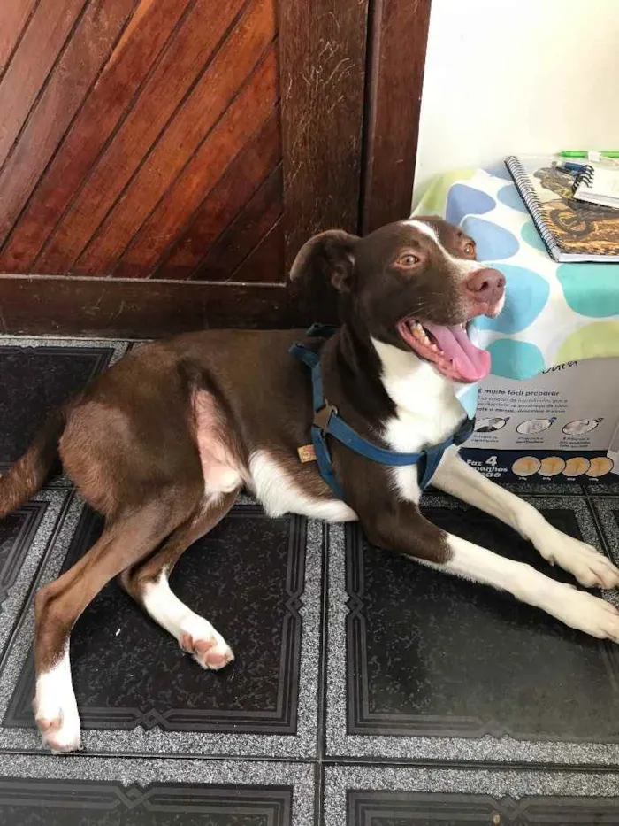 Cachorro raça Vira-Lata idade 2 a 6 meses nome Marrom