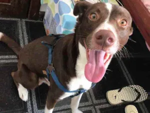 Cachorro raça Vira-Lata idade 2 a 6 meses nome Marrom