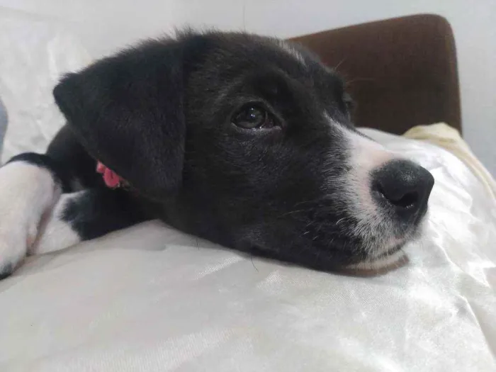 Cachorro ra a Não definida idade 7 a 11 meses nome Ursula