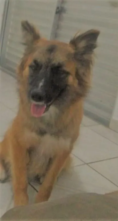 Cachorro raça MIX idade 7 a 11 meses nome THOR