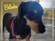 Cachorro raça MIX idade 2 anos nome BELINHA
