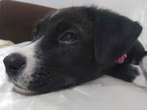 Cachorro raça Não definida idade 7 a 11 meses nome Ursula