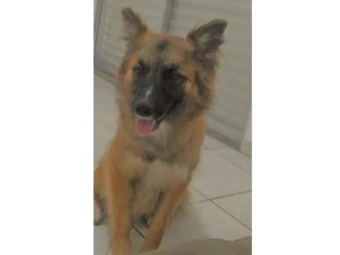 Cachorro raça MIX idade 7 a 11 meses nome THOR