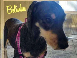 Cachorro raça MIX idade 2 anos nome BELINHA