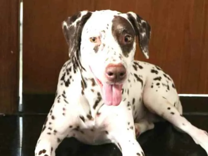 Cachorro raça Dálmata  idade 5 anos nome Estela 