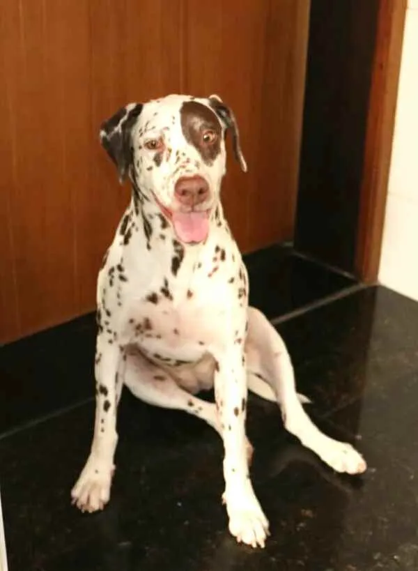 Cachorro raça Dálmata  idade 5 anos nome Estela 