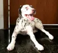 Cachorro raça Dálmata  idade 5 anos nome Estela 