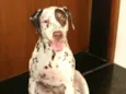 Cachorro raça Dálmata  idade 5 anos nome Estela 