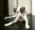 Cachorro raça Dálmata  idade 5 anos nome Estela 