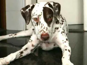 Cachorro raça Dálmata  idade 5 anos nome Estela 