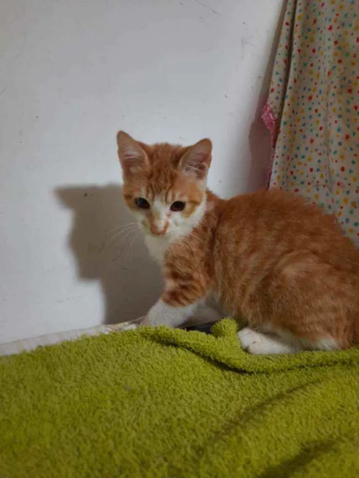 Gato ra a Srd  idade 2 a 6 meses nome Léa