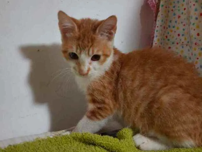Gato ra a Srd  idade 2 a 6 meses nome Léa