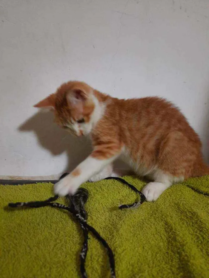 Gato ra a Srd  idade 2 a 6 meses nome Léa