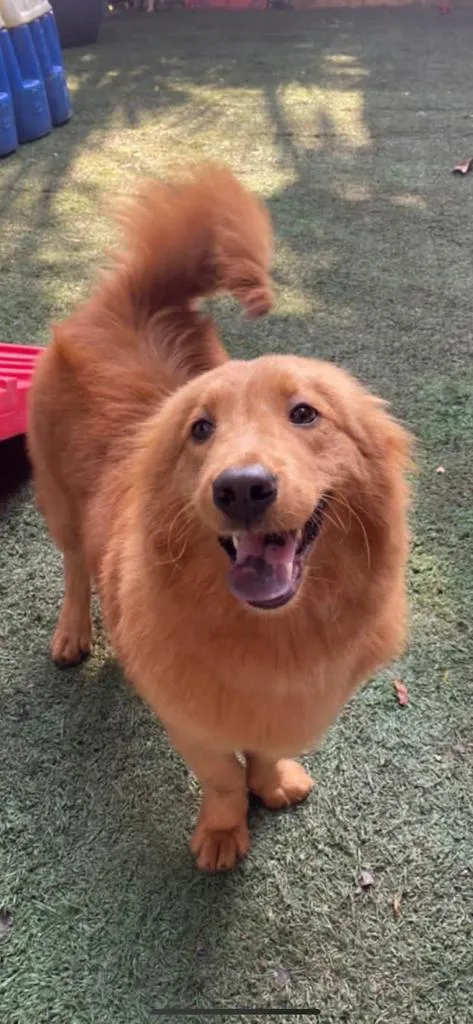 Cachorro ra a MIsturinha  idade 1 ano nome Rebeca