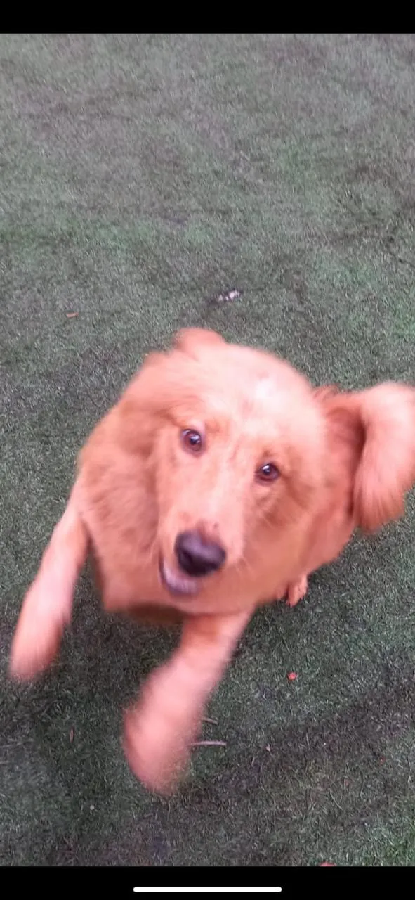 Cachorro ra a MIsturinha  idade 1 ano nome Rebeca