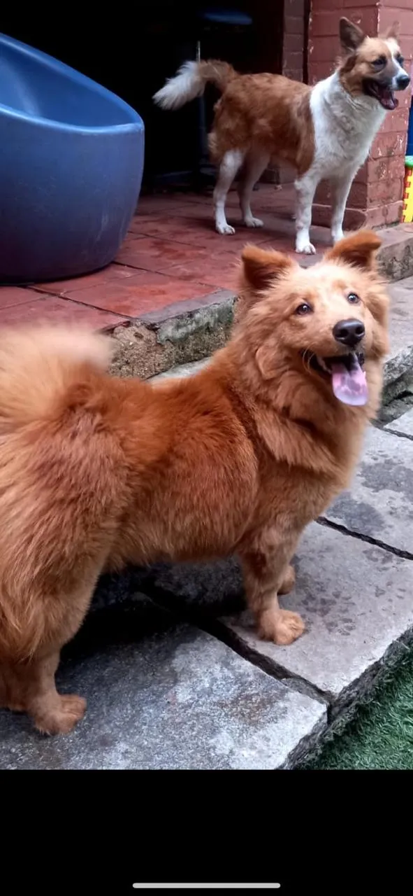 Cachorro ra a MIsturinha  idade 1 ano nome Rebeca