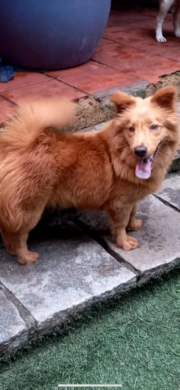 Cachorro ra a MIsturinha  idade 1 ano nome Rebeca