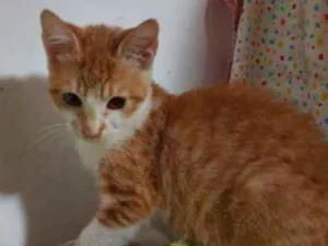 Gato raça Srd  idade 2 a 6 meses nome Léa