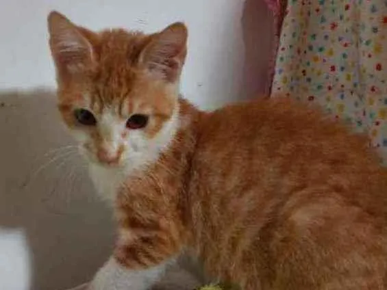 Gato ra a Srd  idade 2 a 6 meses nome Léa