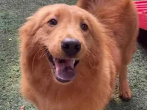 Cachorro raça MIsturinha  idade 1 ano nome Rebeca