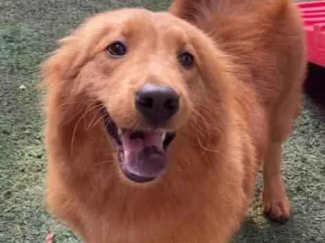 Cachorro ra a MIsturinha  idade 1 ano nome Rebeca