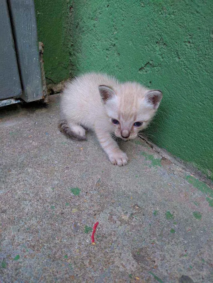 Cachorro ra a não sei explicar exatamente idade Abaixo de 2 meses nome Gatinho de Raça