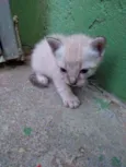 Gatinho de Raça