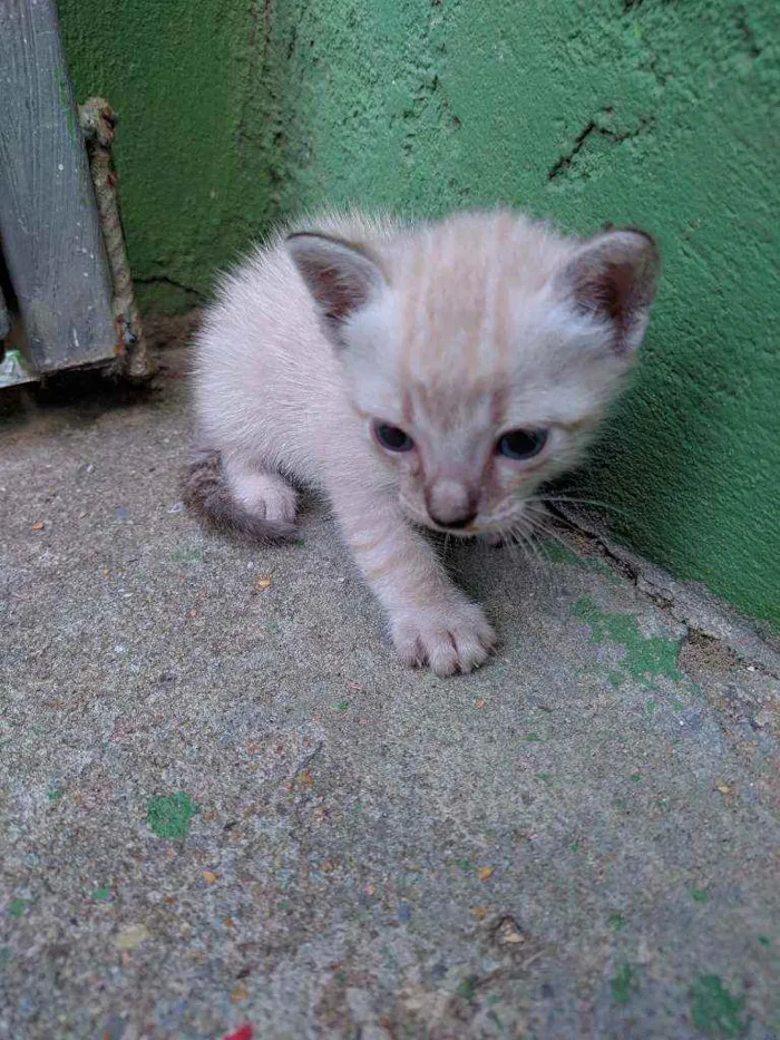 Cachorro ra a não sei explicar exatamente idade Abaixo de 2 meses nome Gatinho de Raça