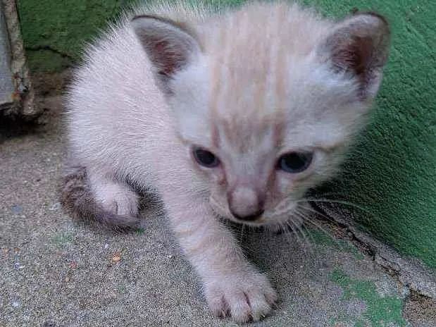 Cachorro ra a não sei explicar exatamente idade Abaixo de 2 meses nome Gatinho de Raça