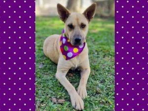 Cachorro raça srd idade 5 anos nome GEMA