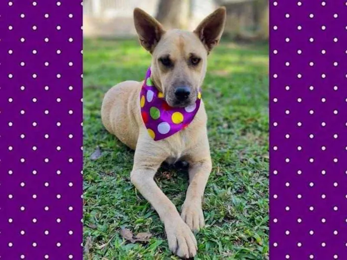 Cachorro ra a srd idade 5 anos nome GEMA