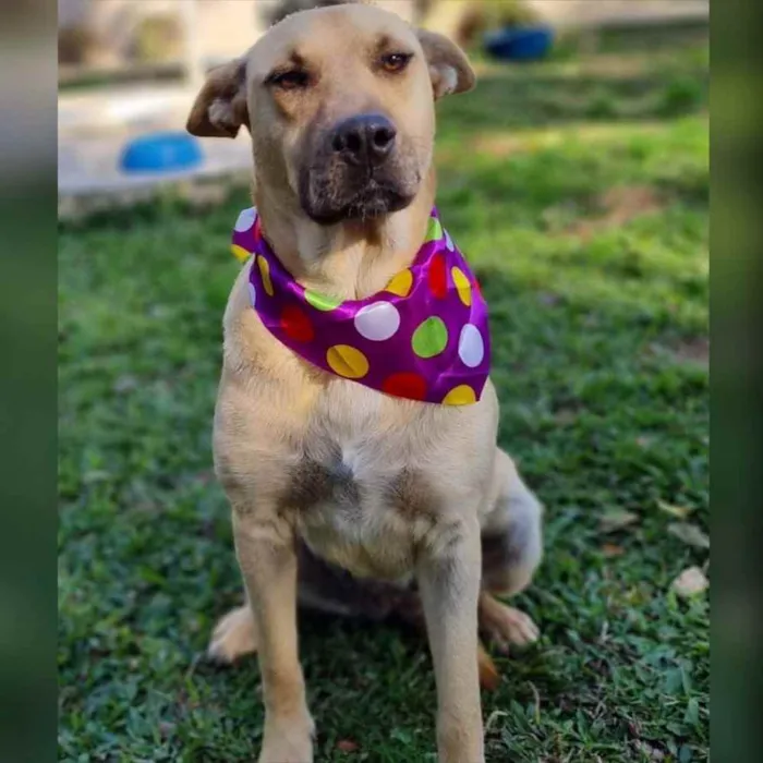 Cachorro ra a srd idade 5 anos nome GEMA