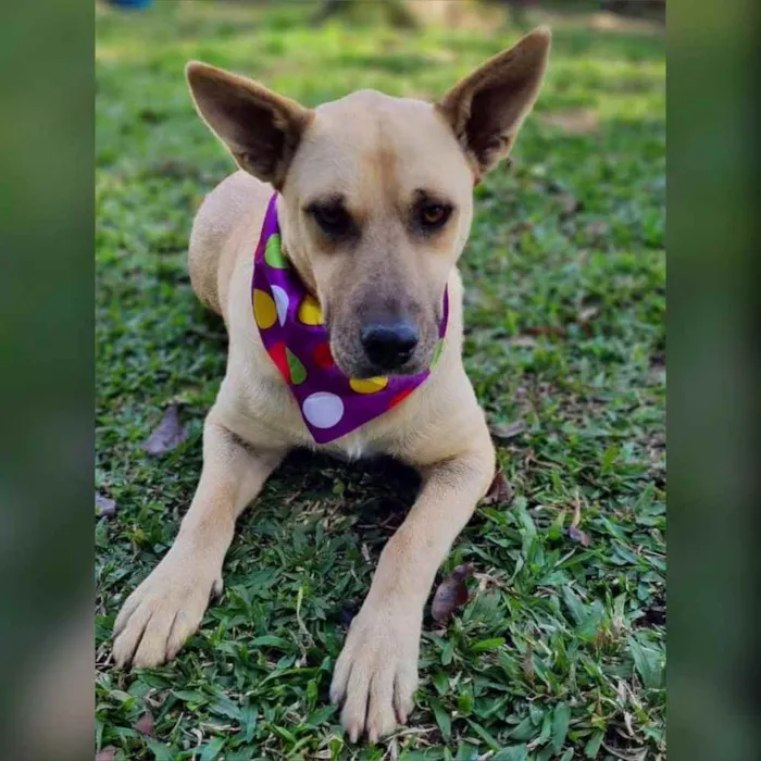 Cachorro ra a srd idade 5 anos nome GEMA