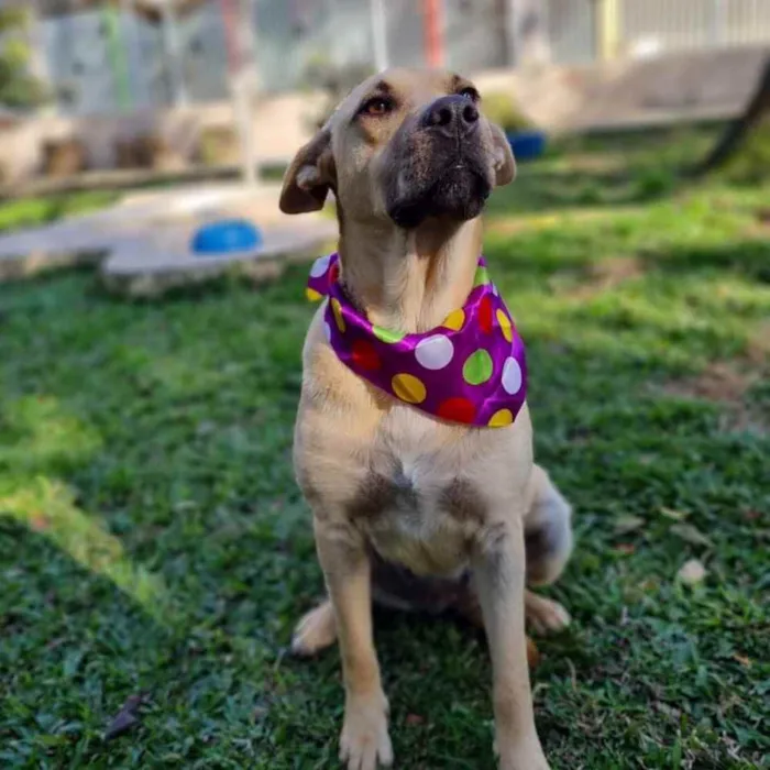 Cachorro ra a srd idade 5 anos nome GEMA