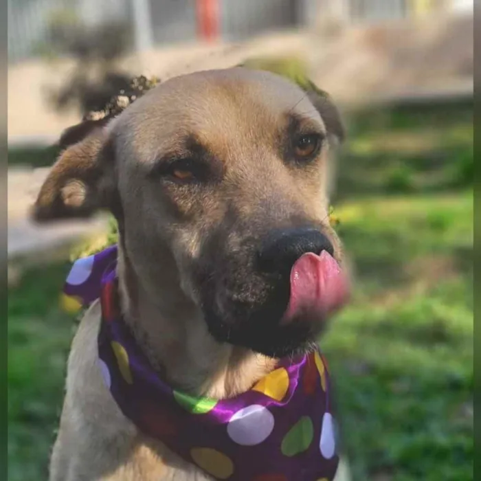 Cachorro ra a srd idade 5 anos nome GEMA