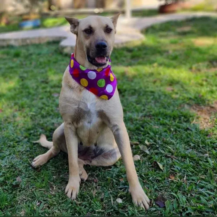 Cachorro ra a srd idade 5 anos nome GEMA