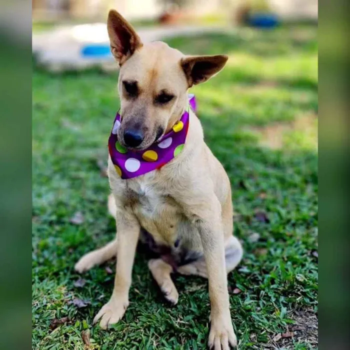 Cachorro ra a srd idade 5 anos nome GEMA