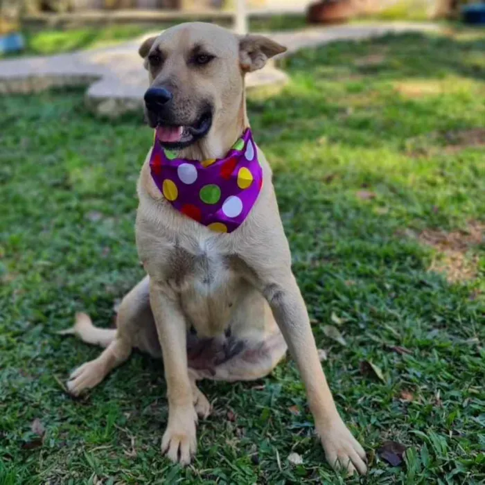 Cachorro ra a srd idade 5 anos nome GEMA