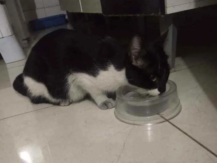 Gato ra a Desconhecida idade 2 a 6 meses nome Cacau